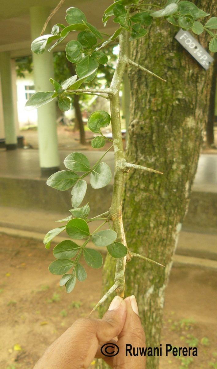 Limonia acidissima L.